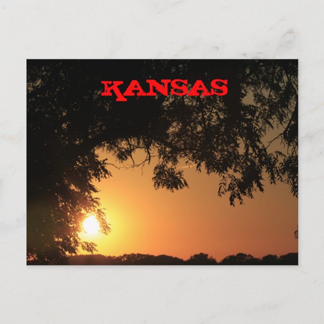 Kansas Sunset med Träd Silhouette-postkort Vykort (Framsida)