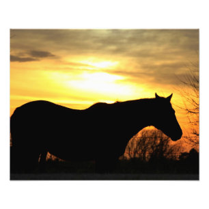 Kansas Sunset silhouette Horse in a Pasture Fototryck