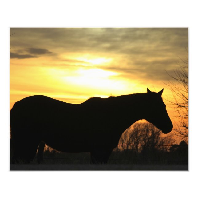Kansas Sunset silhouette Horse in a Pasture Fototryck (Framsidan)