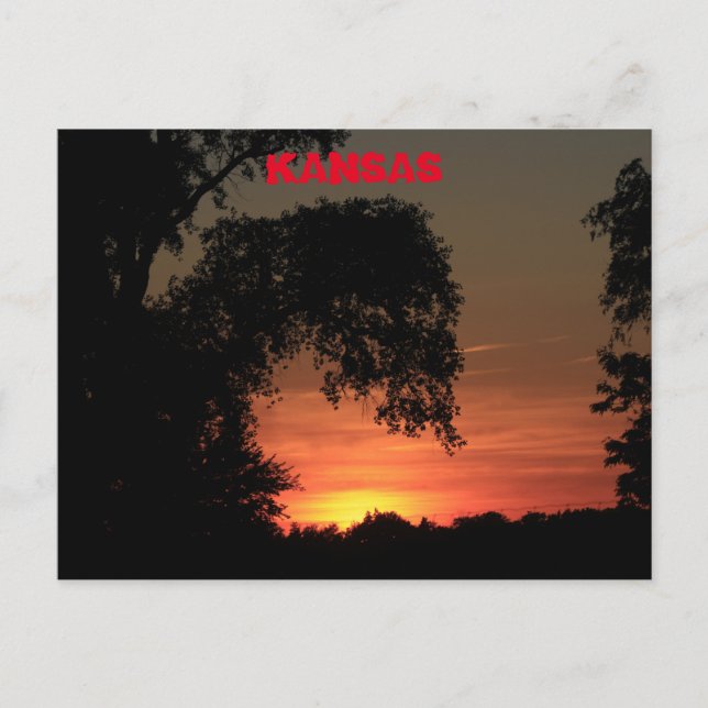 Kansas Träd Silhouette Sunset Vykort (Framsida)