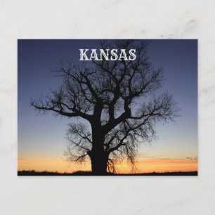 Kansas Träd Silhouette Vykort