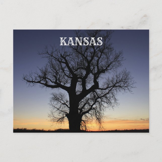 Kansas Träd Silhouette Vykort (Framsida)