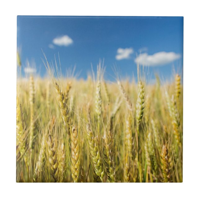 Kansas vete kakelplatta (Framsidan)