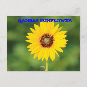 Kansas vild solros närbild postkort vykort