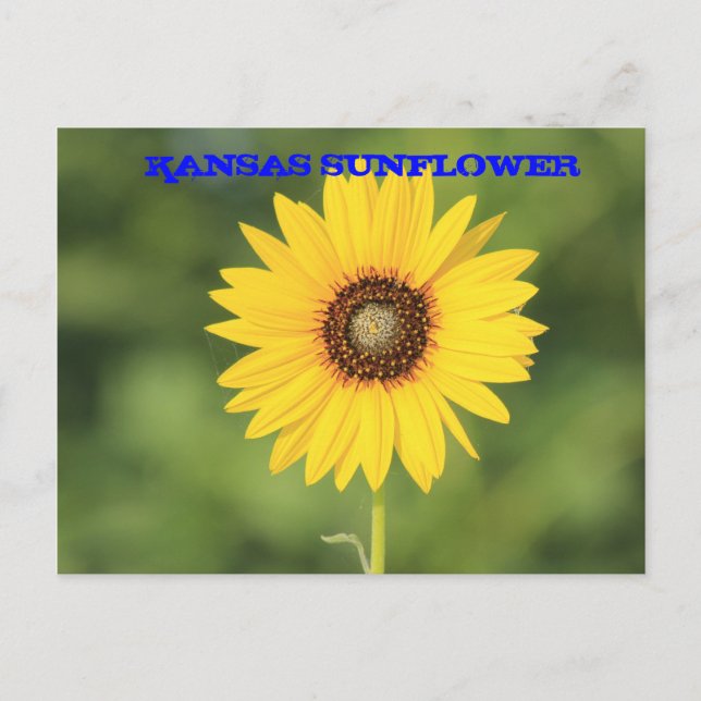Kansas vild solros närbild postkort vykort (Framsida)