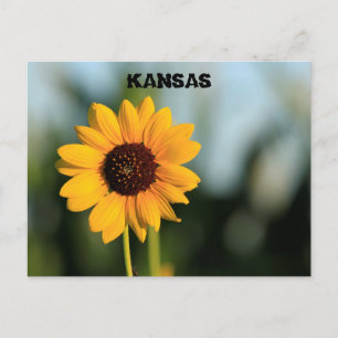 Kansas Vild Solroskort Vykort