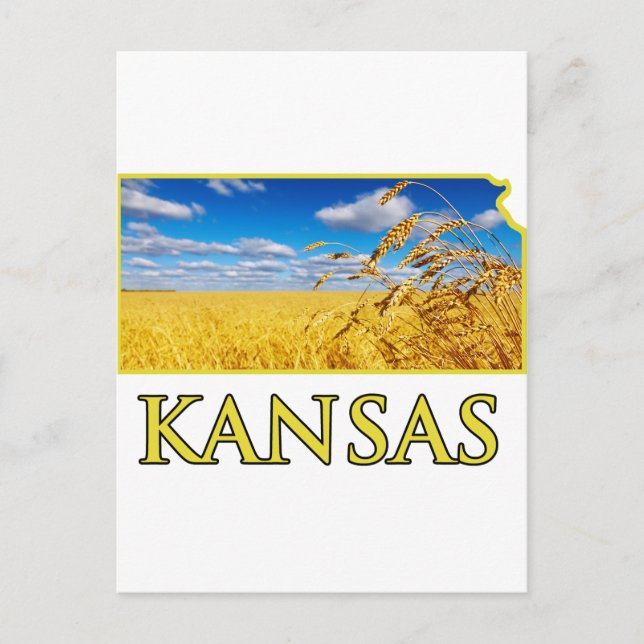 Kansas Wheat Fält Vykort (Framsida)
