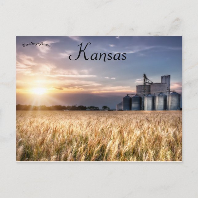 Kansas Wheat Fält Vykort (Framsida)