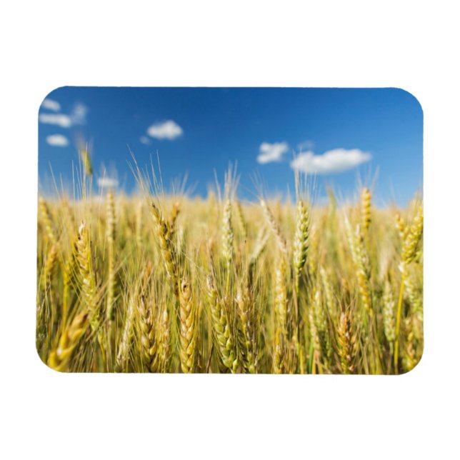 Kansas Wheat Magnet (Horisontell)
