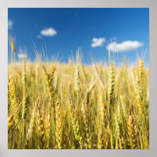 Kansas Wheat Poster (Framsidan)