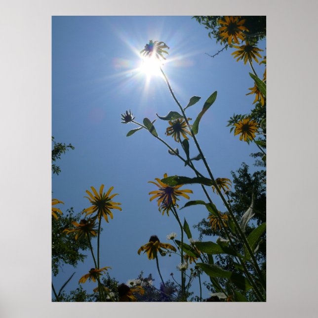 Kansas Wildblommor Poster (Framsidan)