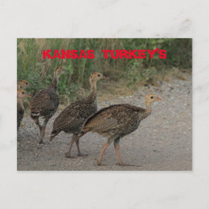 Kansas Young Turkey-vykort. Vykort