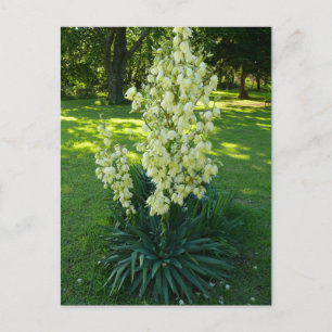 Kansas Yucca Vykort