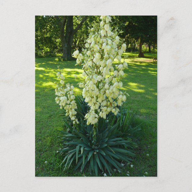 Kansas Yucca Vykort (Framsida)