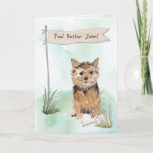 Känselförnimmelse för Norfolk Terrier som är Kort