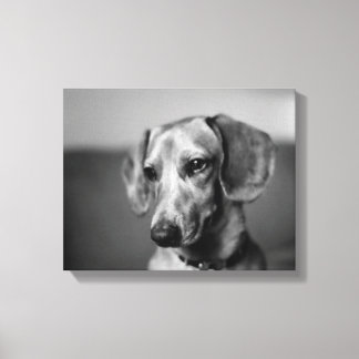 Känslig Dachshund Canvastryck