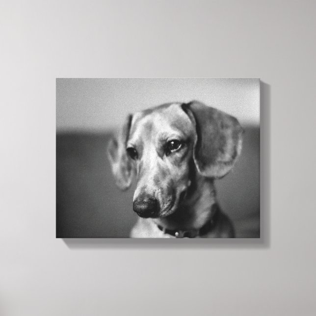 Känslig Dachshund Canvastryck (Framsida)
