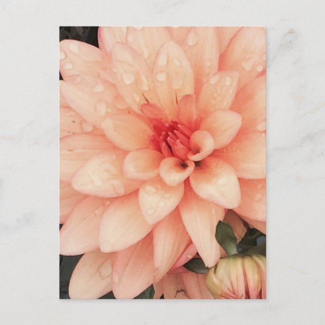 känslig Dahlia Vykort (Framsida)