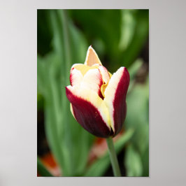Känslig söt tulpan på en vårdag poster