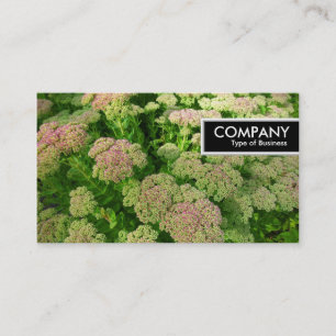 Kant Märkre - Sedum "Autumn Joy" Visitkort