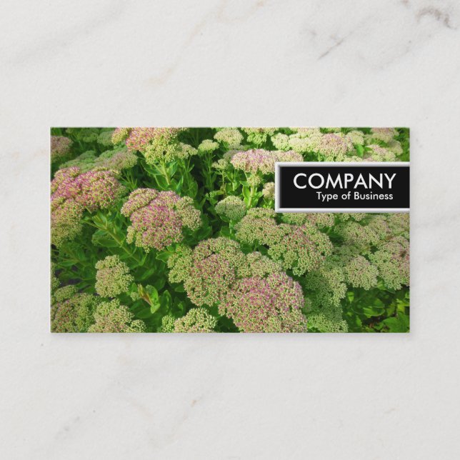 Kant Märkre - Sedum "Autumn Joy" Visitkort (Framsida)
