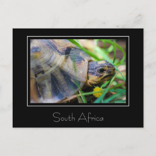 Kantad Sköldpadda Sydafrika Natur Postkort Vykort