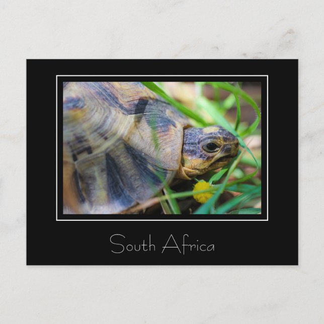 Kantad Sköldpadda Sydafrika Natur Postkort Vykort (Framsida)