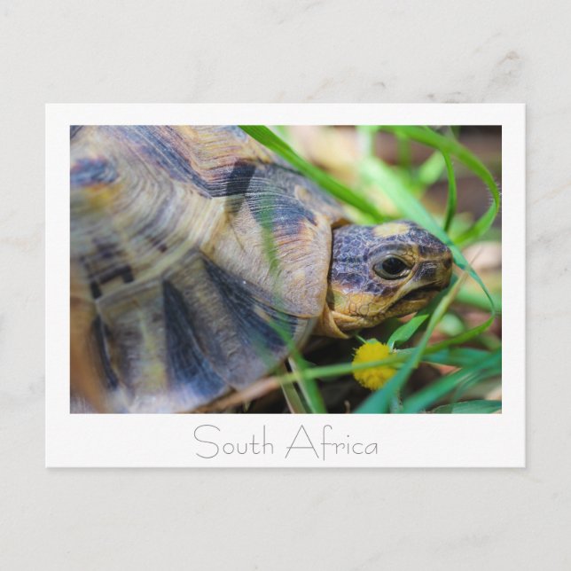 Kantsköldpadda Sydafrika Natur Vykort (Framsida)