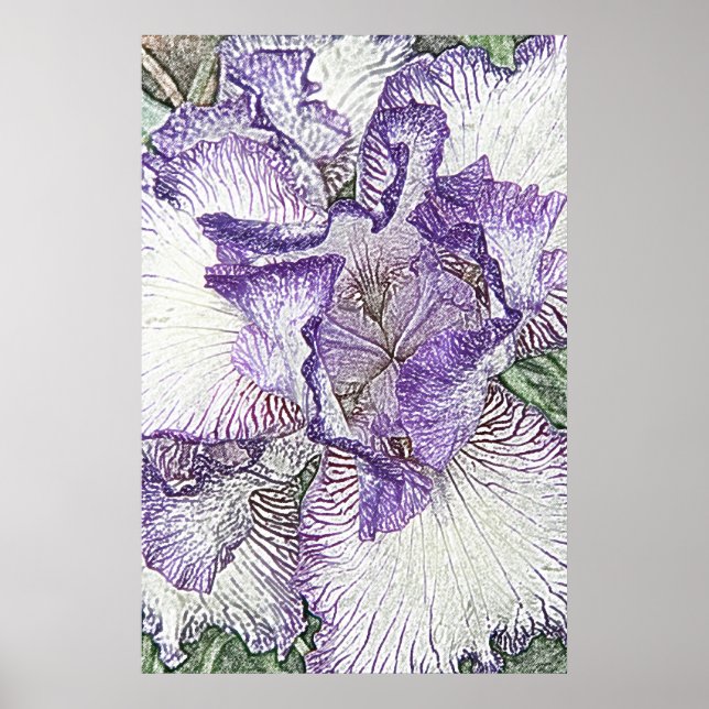 kanvastryck av lila och vit skäggig iris-blomma poster (Framsidan)