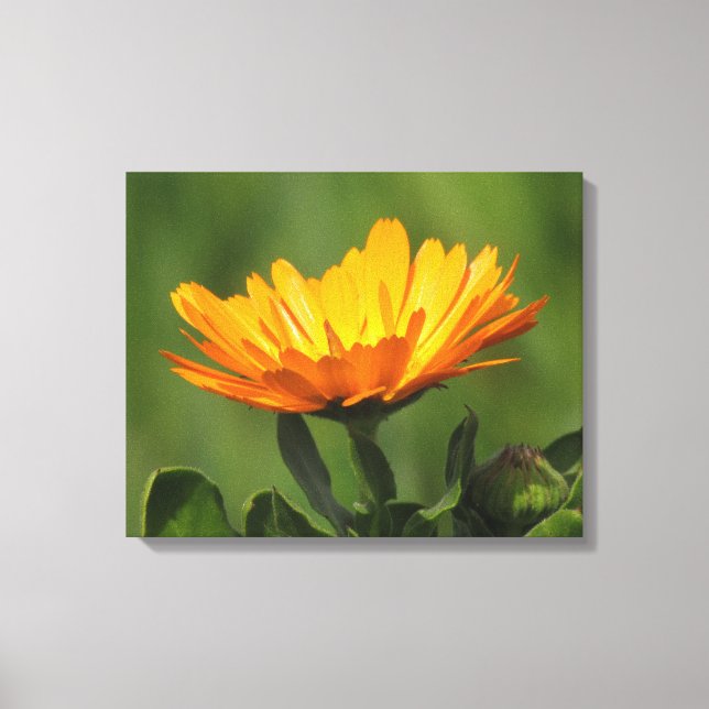 Kanvastryck - Calendula-blomma (Framsida)