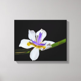 Kanvastryck - Iris - Fortnight Lily