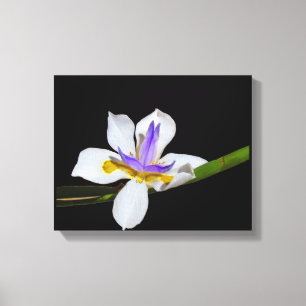 Kanvastryck - Iris - Fortnight Lily
