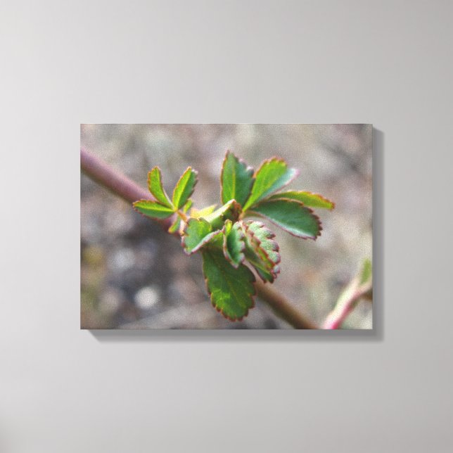 Kanvastryck med blomkål. (Framsida)