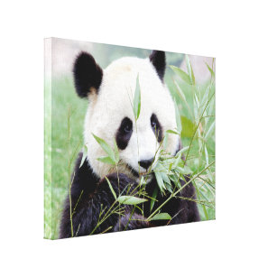 Kanvastryck Photo jätte panda , djur 0117.