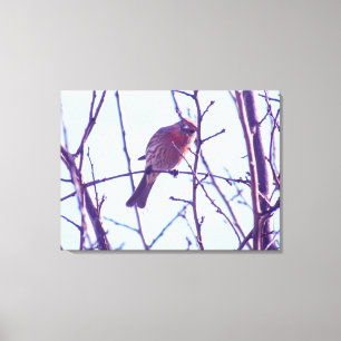 Kanvastryck - Röd Sparrow i Träd