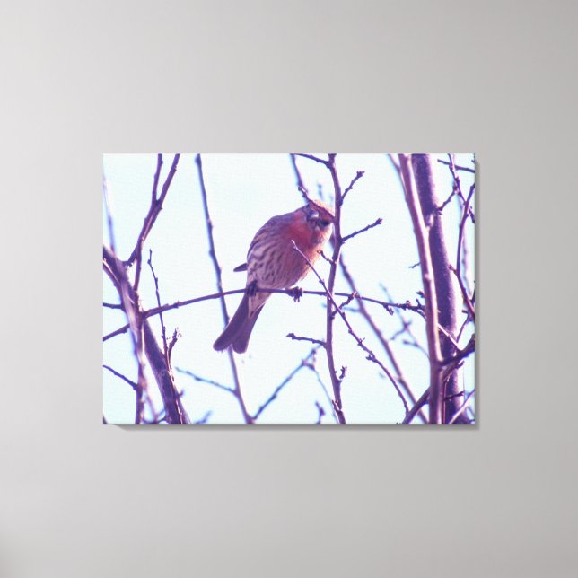 Kanvastryck - Röd Sparrow i Träd (Framsida)