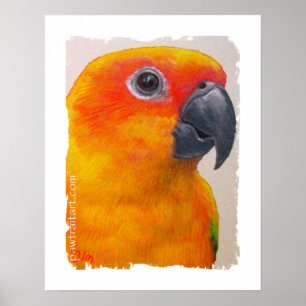 Kanvastryck - sol Conure Poster