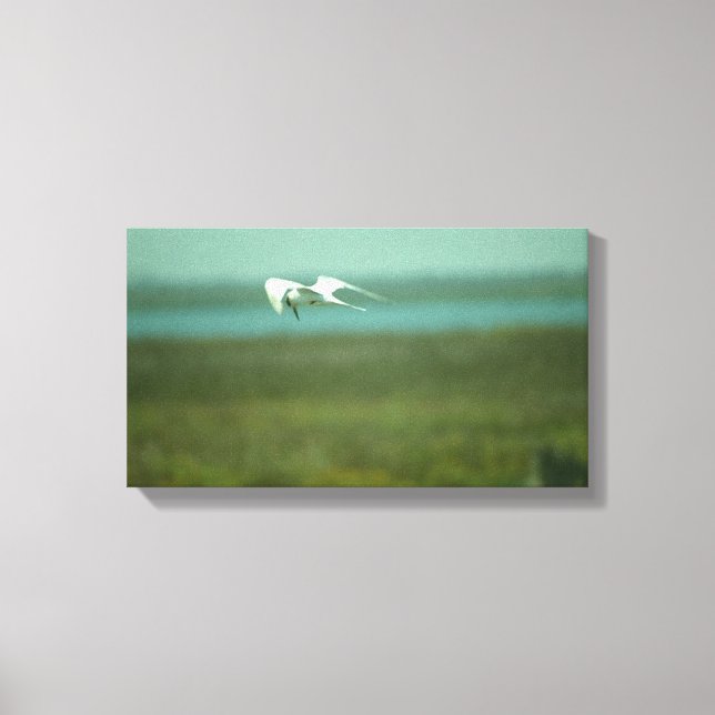 Kanvastryck - Tern in Flight (v.2) (Framsida)