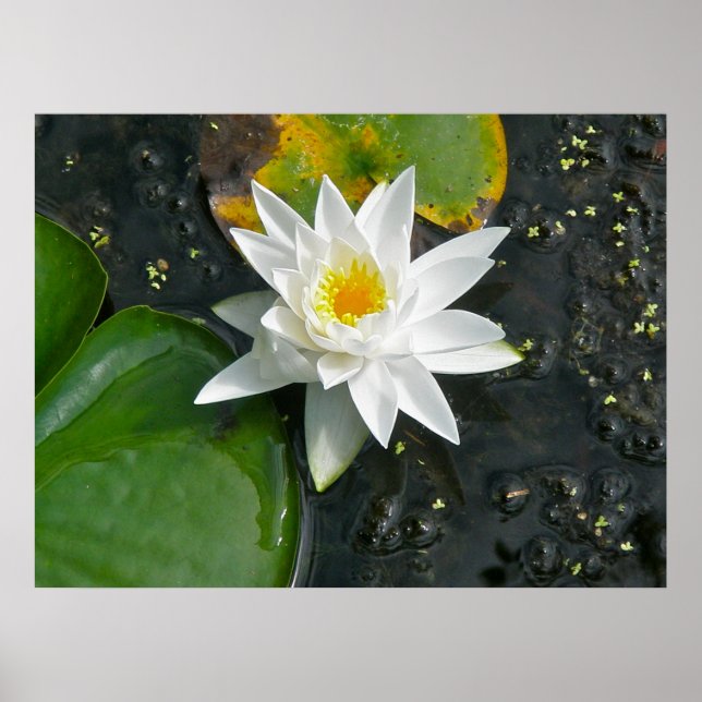 Kanvastryck White Vatten Lily Poster (Framsidan)