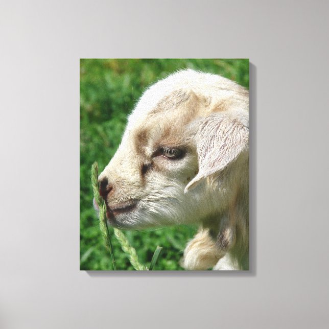 Kanvastrycket Adsible Goat Kid Canvastryck (Framsida)