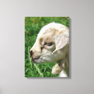 Kanvastrycket Adsible Goat Kid Canvastryck