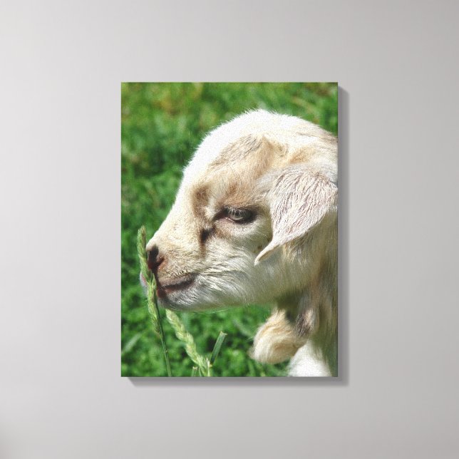 Kanvastrycket Adsible Goat Kid Canvastryck (Framsida)