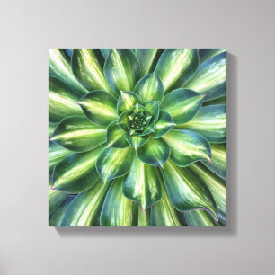 Kanvastrycket Aeonium "Starburst" Canvastryck