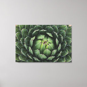 Kanvastrycket Agave victoriae-reginae Canvastryck