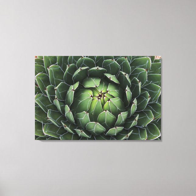 Kanvastrycket Agave victoriae-reginae Canvastryck (Framsida)