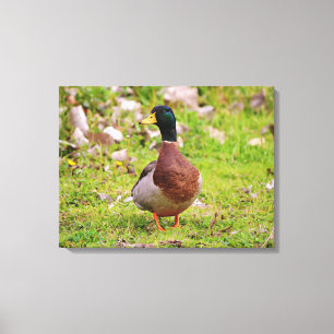 Kanvastrycket Anka Male Mallard Canvastryck