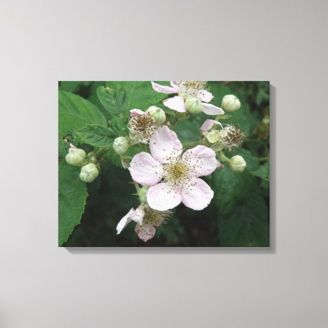 Kanvastrycket Blackberry Flowers Canvastryck (Framsida)