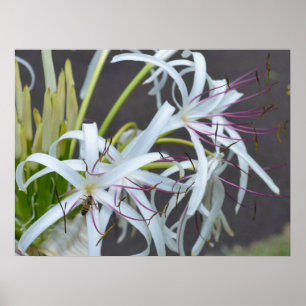 Kanvastrycket blommigt Fragrance Poster