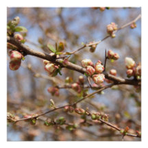 Kanvastrycket Blossoming Apple Träd