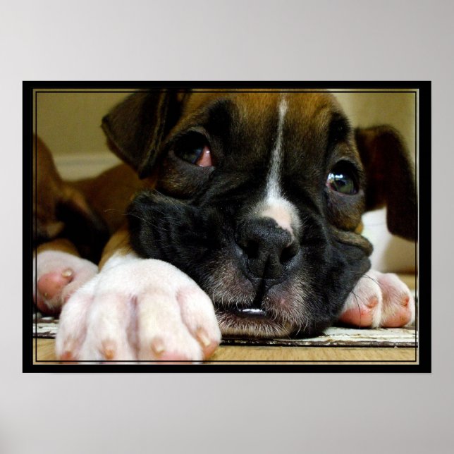 Kanvastrycket Boxer Puppy Poster (Framsidan)
